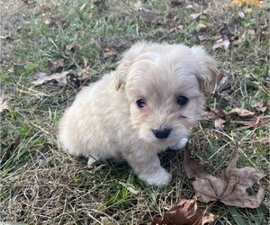 Pom-A-Poo Puppy for sale in CASTLE HAYNE, NC, USA