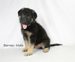 Small Photo #1 German Shepherd Dog Puppy For Sale in DUENWEG, MO, USA