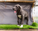 Small #5 Great Dane