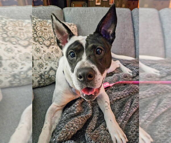 Medium Photo #21 Mutt Puppy For Sale in Gloversville, NY, USA