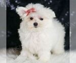 Small Photo #13 Maltese Puppy For Sale in WARSAW, IN, USA