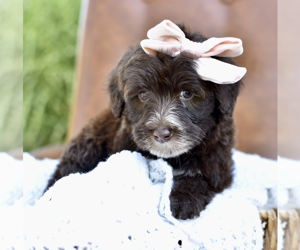 Medium Photo #7 Portuguese Water Dog Puppy For Sale in MILLERSBURG, OH, USA