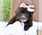 Small #6 Portuguese Water Dog
