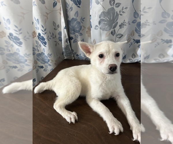 Medium Photo #59 Alaskan Klee Kai Puppy For Sale in DURHAM, CT, USA