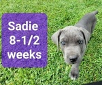 Small Photo #4 Cane Corso Puppy For Sale in MONTPELIER, VA, USA
