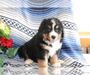 Bernese Mountain Dog Puppy for sale in SHILOH, OH, USA