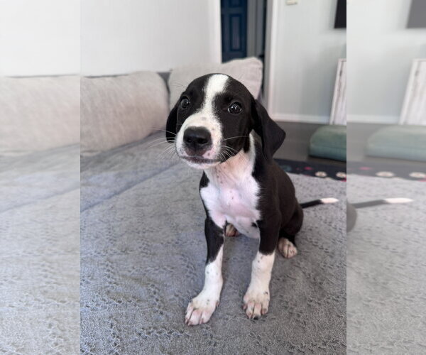 Medium Photo #3 Mutt Puppy For Sale in Greenville, SC, USA