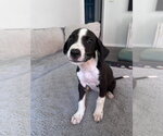 Small #2 Mutt