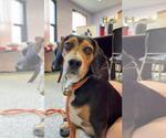 Small Beagle Mix