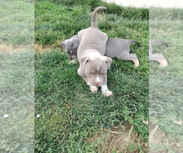 Medium Photo #12 American Bully Puppy For Sale in EDON, OH, USA