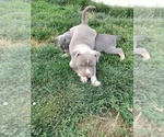 Small Photo #12 American Bully Puppy For Sale in EDON, OH, USA