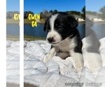 Small Photo #3 Border Collie Puppy For Sale in WEST MONROE, LA, USA