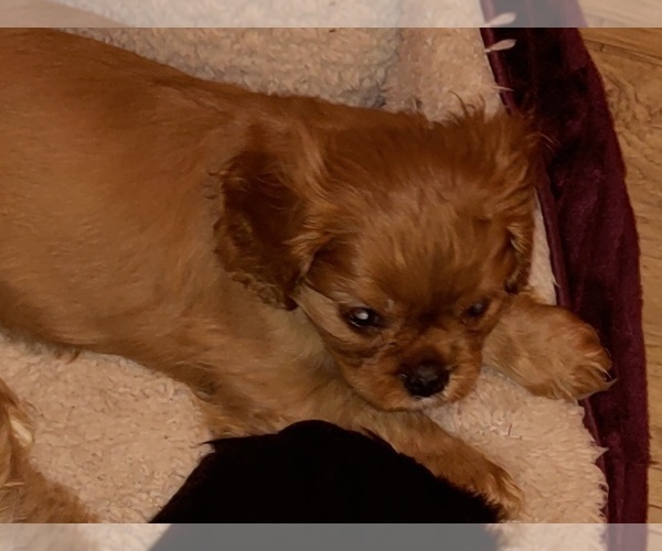 Medium Photo #4 Cavalier King Charles Spaniel Puppy For Sale in PORT ORCHARD, WA, USA