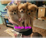 Image preview for Ad Listing. Nickname: Rubys puppies