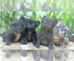Small Photo #12 French Bulldog Puppy For Sale in FISHER ISLAND, FL, USA