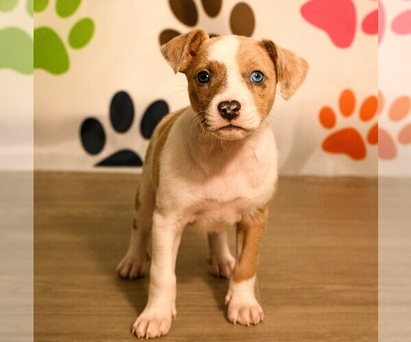 Medium Photo #2 Mutt Puppy For Sale in Brooklyn Center, MN, USA