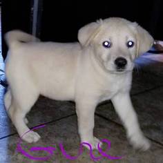 Labrador Retriever Puppy for sale in LORANGER, LA, USA
