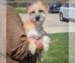 Small #3 Mutt