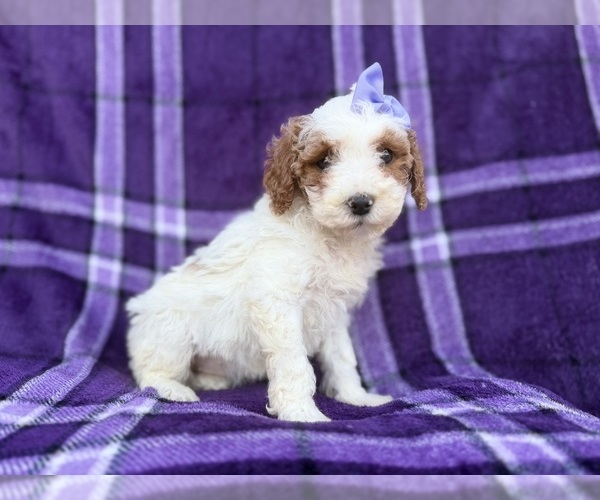 Medium Photo #4 Cavapoo (Miniature) Puppy For Sale in LAKELAND, FL, USA