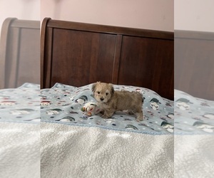 Yorkshire Terrier Puppy for sale in BENSON, NC, USA