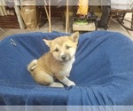 Small Photo #8 Shiba Inu Puppy For Sale in CAMERON, MO, USA