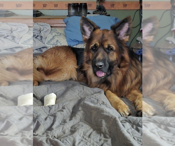 Medium Photo #2 German Shepherd Dog Puppy For Sale in LA FAYETTE, NY, USA