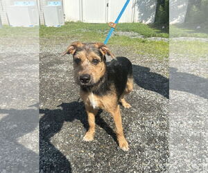 Mutt Dogs for adoption in Rockaway, NJ, USA