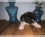 Small Photo #10 Akita Puppy For Sale in UNION CITY, GA, USA