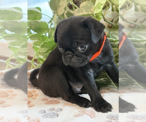 Medium Photo #1 Pug Puppy For Sale in SPRING CITY, PA, USA