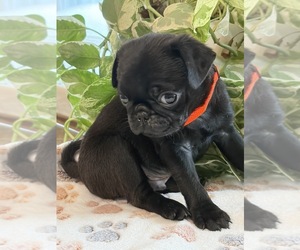 Medium Pug