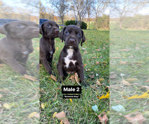 German Shorthaired Pointer Puppy for Sale in BRODHEAD, Wisconsin USA