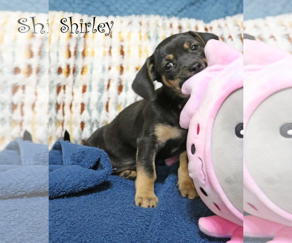 Medium Photo #4 Chiweenie Puppy For Sale in Wakefield, RI, USA