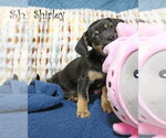 Small #3 Chiweenie