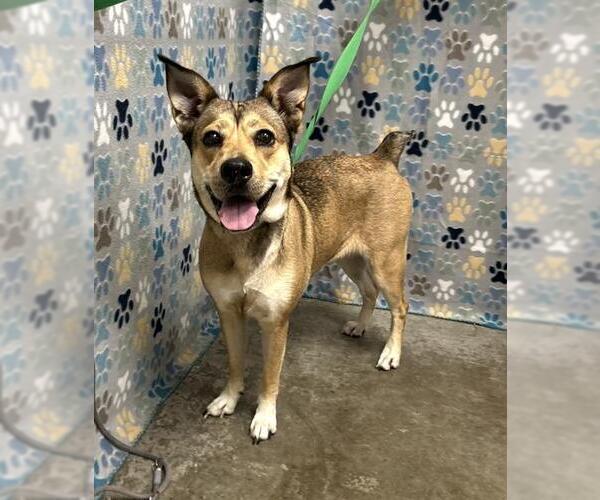 Medium Photo #1 Carolina Dog-Unknown Mix Puppy For Sale in Rosenberg, TX, USA