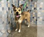 Small Carolina Dog Mix