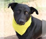 Small Labrador Retriever
