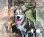 Small #1 Siberian Husky