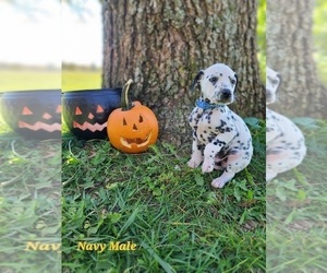 Dalmatian Puppy for Sale in WOODLAWN, Virginia USA
