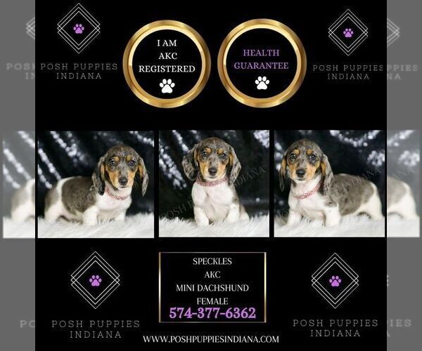 Medium Photo #5 Dachshund Puppy For Sale in WARSAW, IN, USA