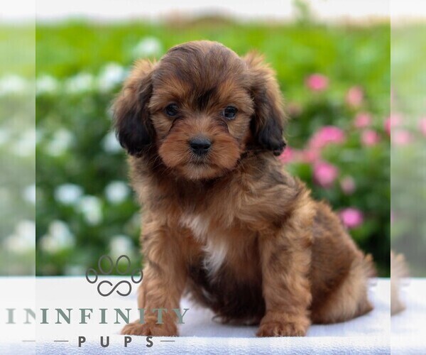 Medium Photo #3 Cavapoo Puppy For Sale in LEOLA, PA, USA