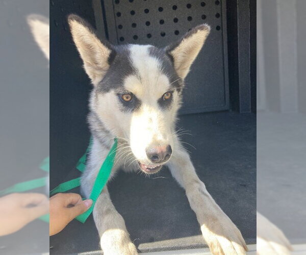 Medium Photo #1 Siberian Husky Puppy For Sale in Camarillo, CA, USA