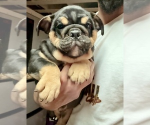 English Bulldog Puppy for sale in SAINT LOUIS, MO, USA