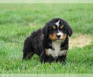 Bernese Mountain Dog Puppy for sale in FREDERICKSBURG, OH, USA