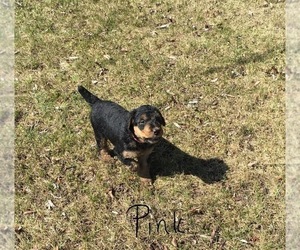 Airedale Terrier Puppy for sale in MC BAIN, MI, USA