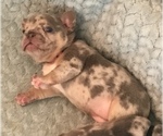 Small Photo #27 French Bulldog Puppy For Sale in PLACERVILLE, CA, USA
