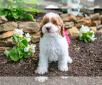 Small #3 Poodle (Miniature)