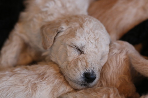 Medium Photo #12 Goldendoodle Puppy For Sale in HUDSONVILLE, MI, USA