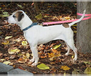 Bailey - Female Mutt Dog for Adoption - Photo #6