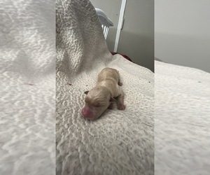 Labrador Retriever Puppy for sale in GRIDLEY, CA, USA
