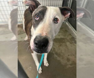 Boxer-Unknown Mix Dogs for adoption in Riverside, CA, USA